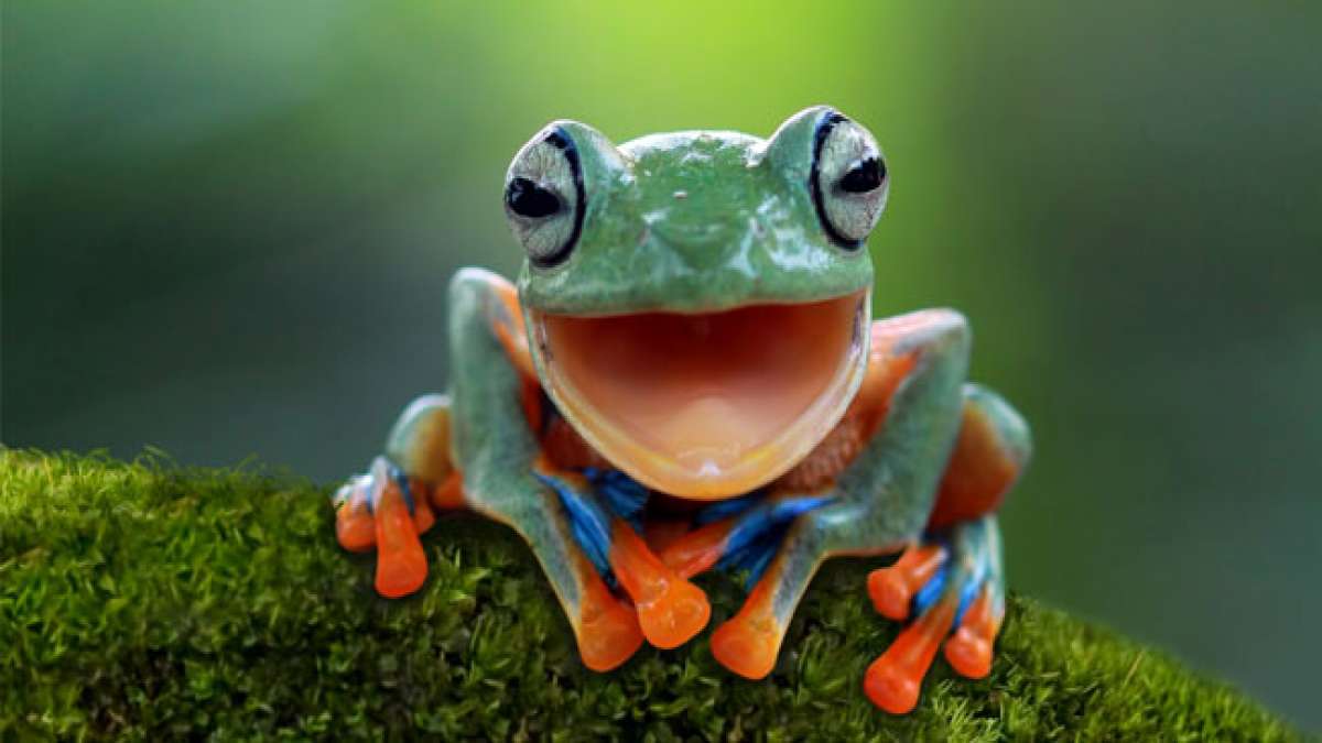 Sie sind auch ein wichtiger Indikator für die Gesundheit unserer Ökosysteme, insbesondere in den Tropen und Subtropen. Machen Sie mit und setzen Sie sich für den Schutz unserer froschartigen Freunde ein. Sie sind auch ein wichtiger Indikator für die Gesundheit unserer Ökosysteme, insbesondere in den Tropen und Subtropen. Machen Sie mit und setzen Sie sich für den Schutz unserer froschartigen Freunde ein.