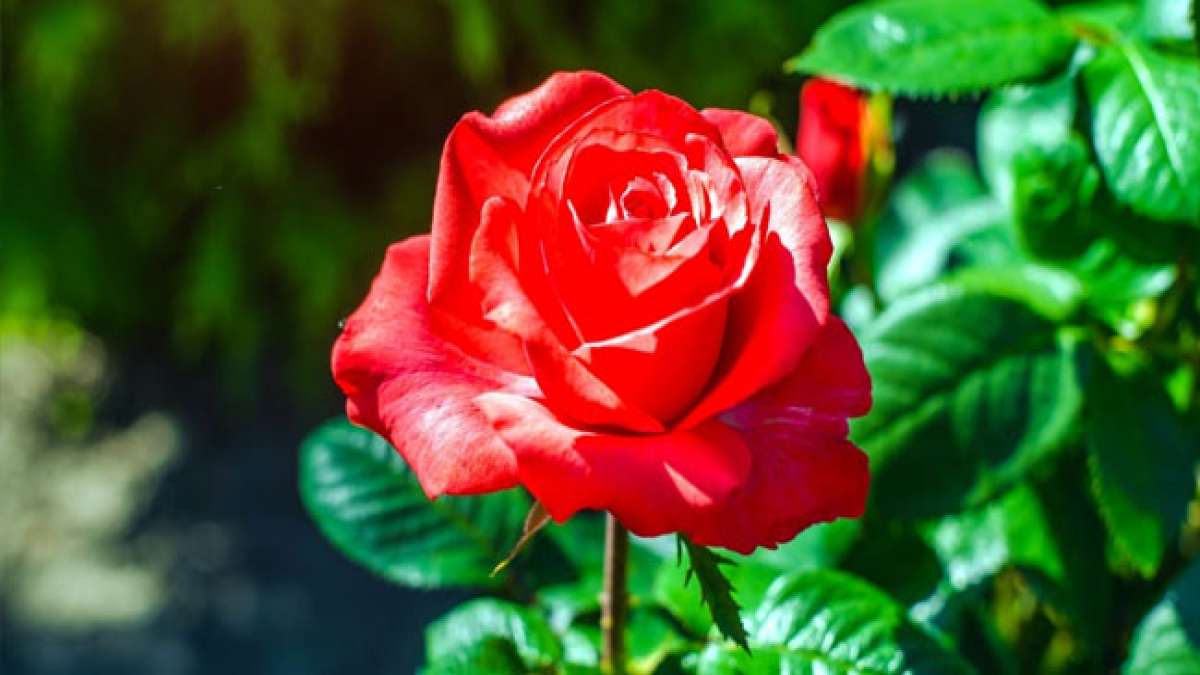 Feiern Sie die Liebe mit der symbolischen roten Rose, einem zeitlosen Zeichen für Zuneigung und Romantik. Feiern Sie die Liebe mit der symbolischen roten Rose, einem zeitlosen Zeichen für Zuneigung und Romantik.