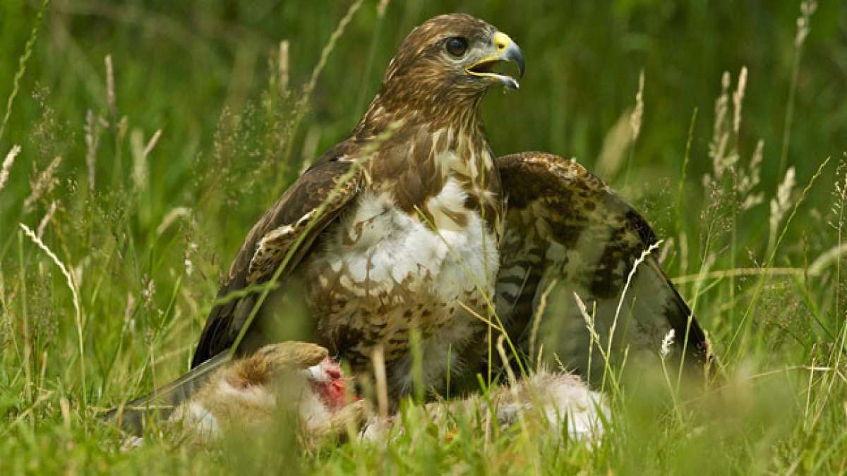 Bussardtag: Ein Tag, um die Schönheit und Anmut dieser Tiere zu bewundern. Bussardtag: Ein Tag, um die Schönheit und Anmut dieser Tiere zu bewundern.