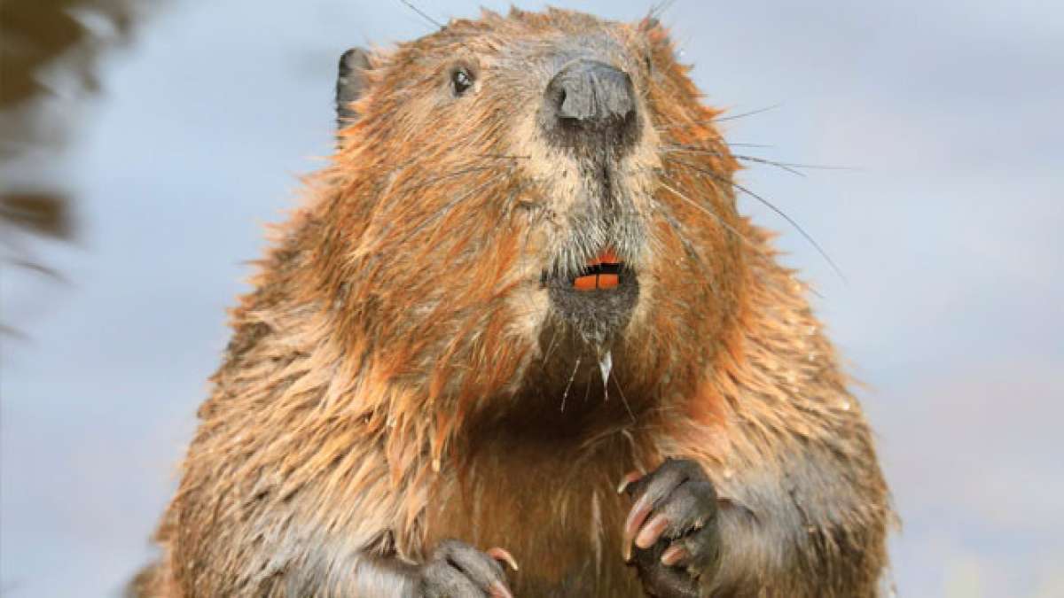 Entdecken Sie die erstaunlichen Eigenschaften und Verhaltensweisen dieser Kreaturen, die einen wichtigen Teil unseres Ökosystems darstellen.