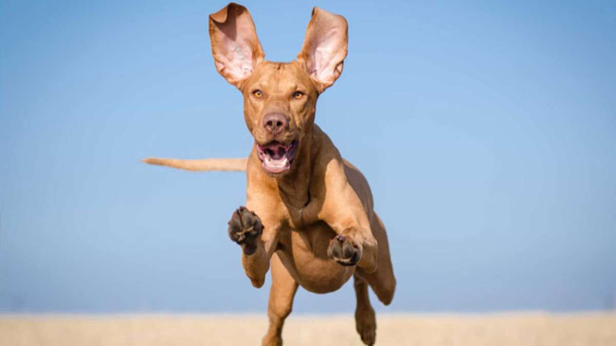 Feiern Sie den Nationalen Tag des Hundes und zollen Sie allen Hunden, egal welcher Rasse oder Herkunft, Anerkennung und Liebe. Feiern Sie den Nationalen Tag des Hundes und zollen Sie allen Hunden, egal welcher Rasse oder Herkunft, Anerkennung und Liebe.