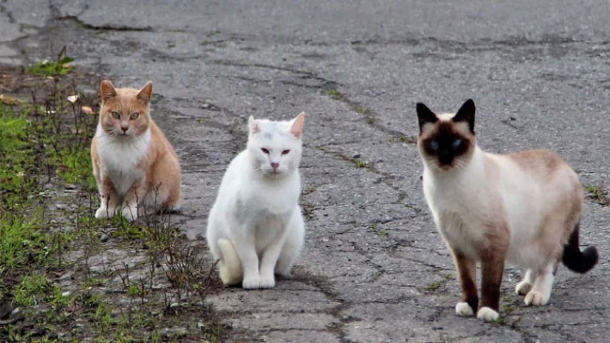 Gemeinsam für verwilderte Katzen am Tag der obdachlosen Katze.