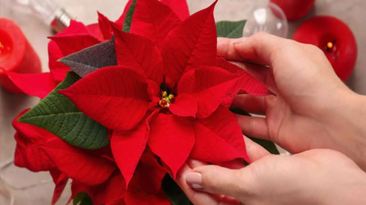 Tag des Weihnachtssterns: Die Blume, die mit Weihnachten und Hoffnung verbunden wird.