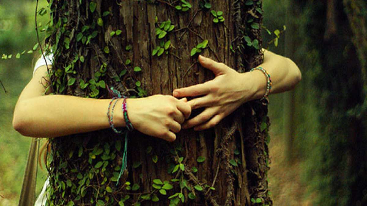 Tag der Baumliebe: Ein Tag, um die Bedeutung der Bäume für unsere Umwelt zu feiern.