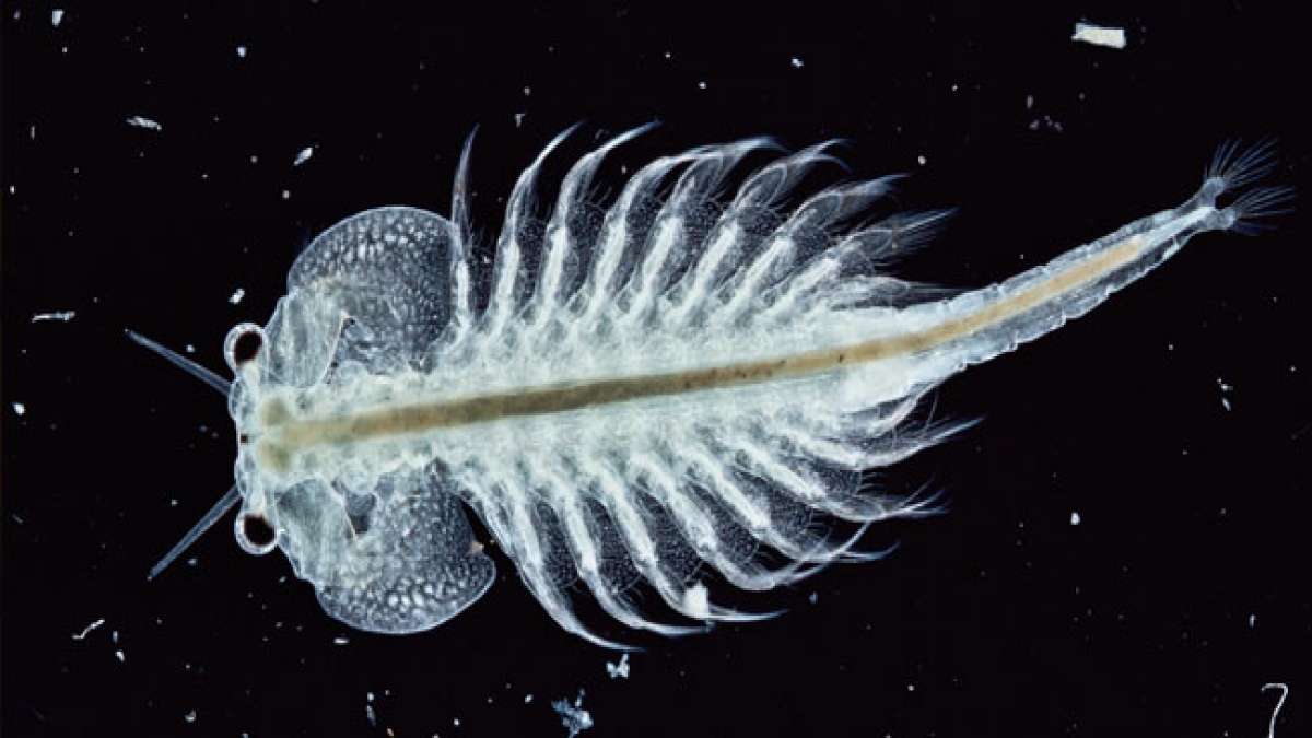 Tag der Seeaffen: Ein Tag, um die Widerstandsfähigkeit dieser Tiere zu feiern.