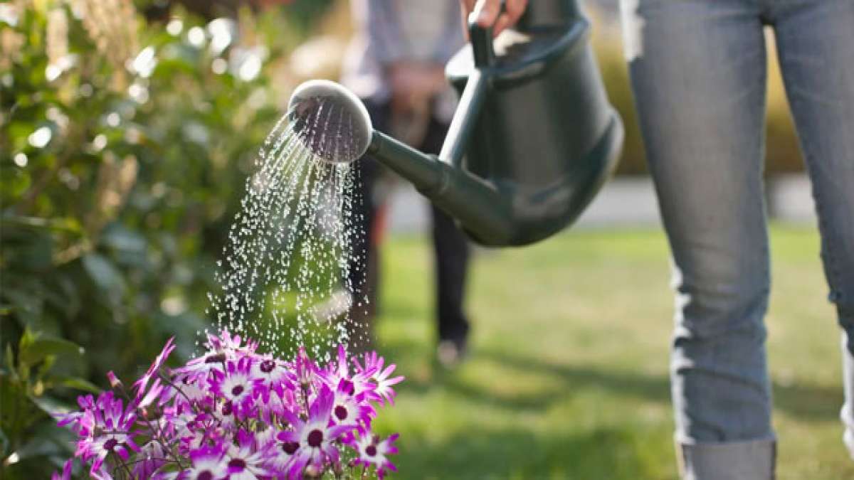 Erfahren Sie Wissenswertes über Blumen