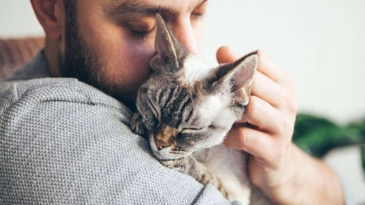Entdecken Sie die gesundheitlichen Vorteile und die stärkende Bindung zwischen Ihnen und Ihrer Katze am National Hug Your Cat Day in den USA.