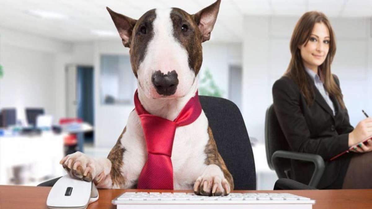 Take Your Dog To Work Day: Ein Tag, um die Liebe zu Haustieren zu feiern. Take Your Dog To Work Day: Ein Tag, um die Liebe zu Haustieren zu feiern.