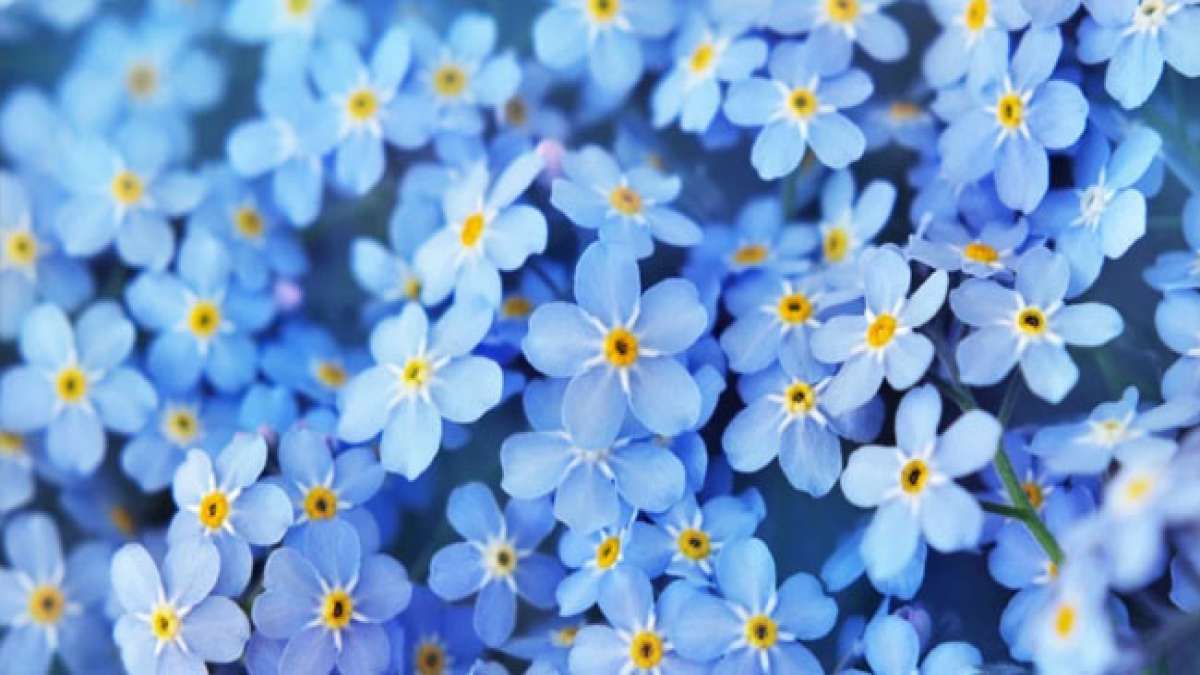 Entdecken Sie die Schönheit des Vergissmeinnichts am U.S. Forget-Me-Not Day.