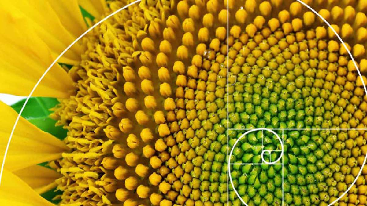 Fibonacci-Tag: Ein Tag, um die Schönheit der Mathematik zu entdecken.