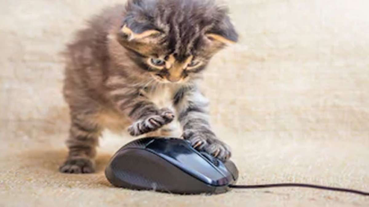 Nehmen Sie an einem unterhaltsamen Rennen mit Ihrer Maus beim 'Race Your Mouse around the Icons Day' teil und verleihen Sie Ihrem Desktop einen Hauch von Spaß und Amüsement.