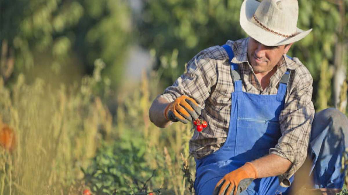 Nationaler Tag der Landwirtschaft: Wie die USA die Welt ernähren