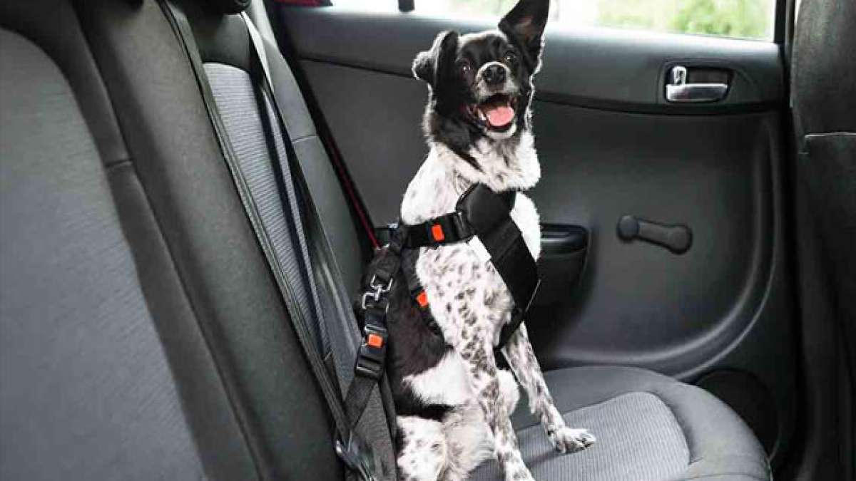 Sorgen Sie für die Sicherheit Ihres pelzigen Begleiters am National Pet Travel Safety Day am 2. Januar.