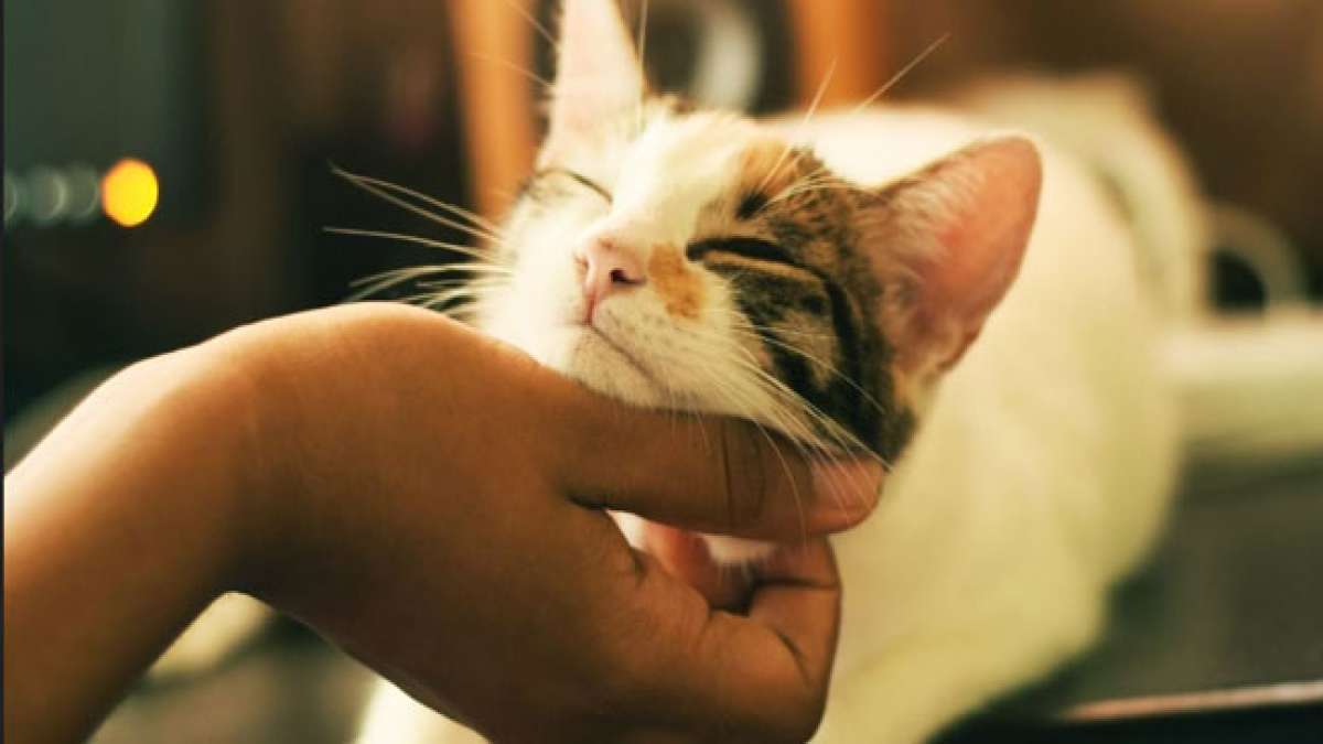 Am 24. Januar ist der Ändern Sie den Lebenstag eines Haustiers - eine Gelegenheit, das Leben Ihres Haustiers zu verbessern und Ihr eigenes Herz zu bereichern.