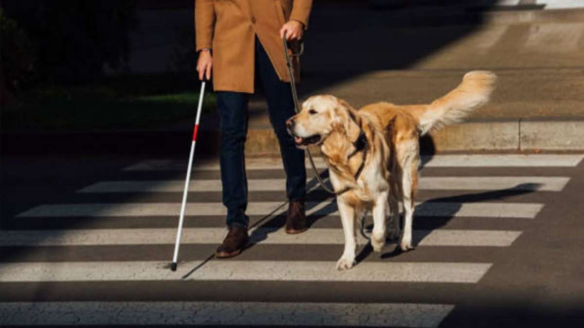 Blindenführhunde: Wie sie das Leben von blinden Menschen verändern Blindenführhunde: Wie sie das Leben von blinden Menschen verändern