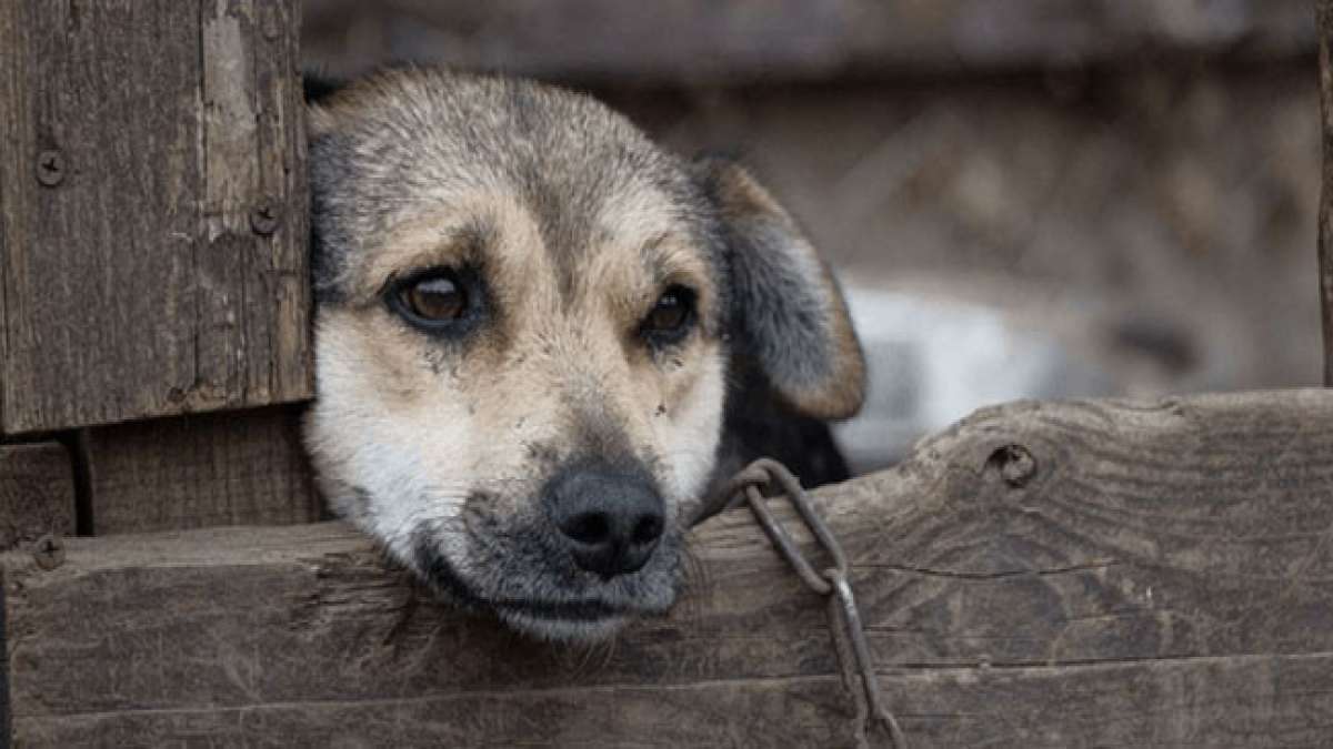 Habt ein Herz für angekettete Hunde: Helfen Sie ihnen, frei zu sein! Habt ein Herz für angekettete Hunde: Helfen Sie ihnen, frei zu sein!