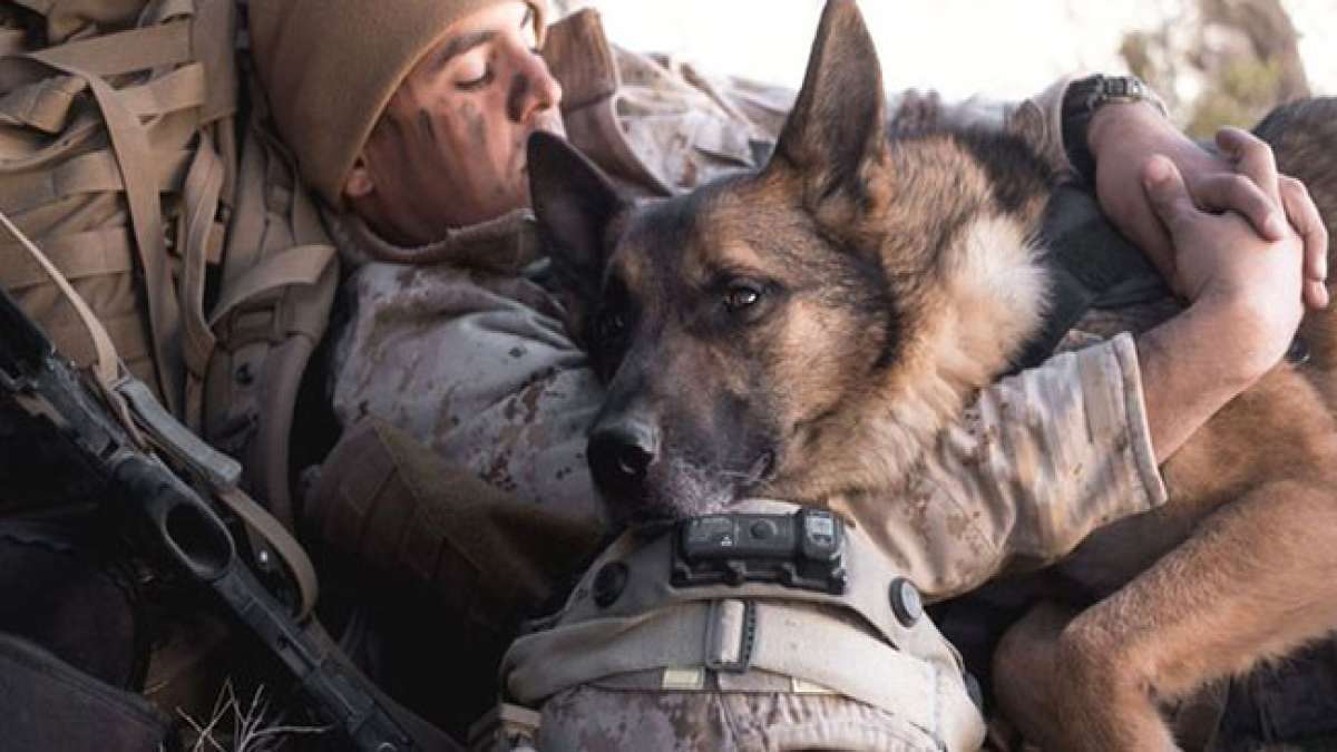 K-9-Veteranentag: Ein Tag, um die unverzichtbaren Begleiter der Einsatzkräfte zu ehren