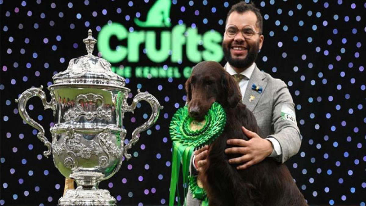 Tauchen Sie ein in die faszinierende Welt der Crufts, der weltweit größten Hundeschau in Birmingham, England.