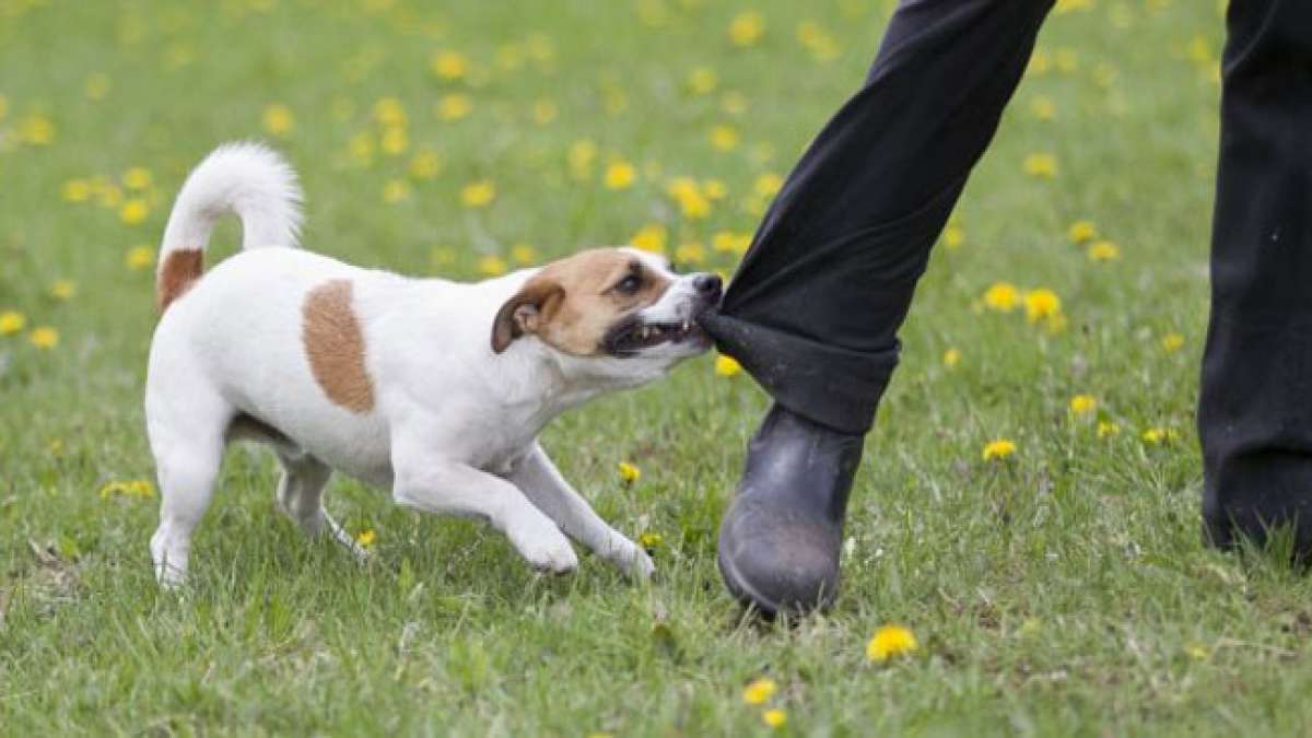 Nationale Woche zur Vorbeugung von Hundebissen: Wie Sie Ihr Kind vor einem Biss schützen können