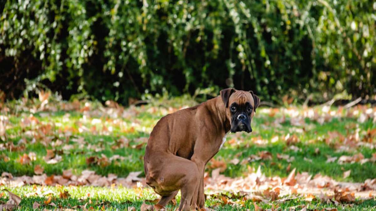Schützen Sie Ihre Gesundheit und Ihren Garten während der Nationalen Woche der Hundekotbeseitigung in den USA.