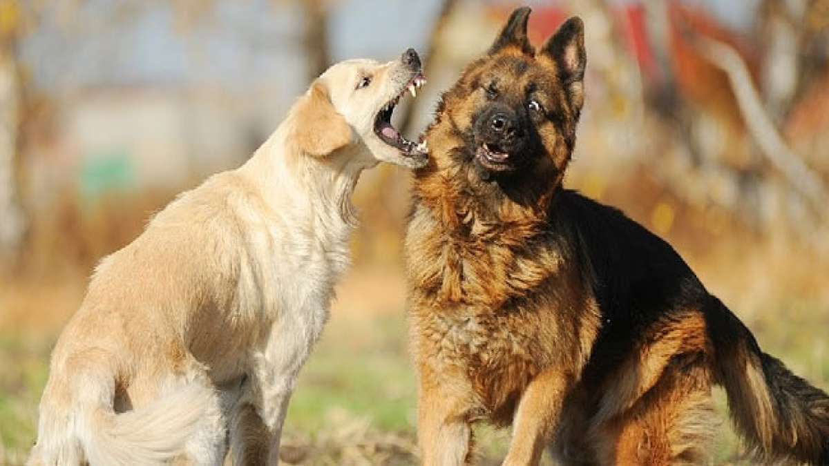 Gemeinsam gegen Hundekämpfe: Unterstützen Sie den Nationalen Tag des Bewusstseins für Hundekämpfe am 8. April.
