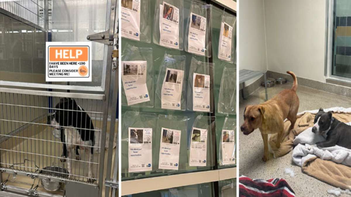 Hunde Gedenkfigur Engel - Handbemalte Erinnerungsstatue 12cm | Trostgeschenk Für Verstorbene Haustiere