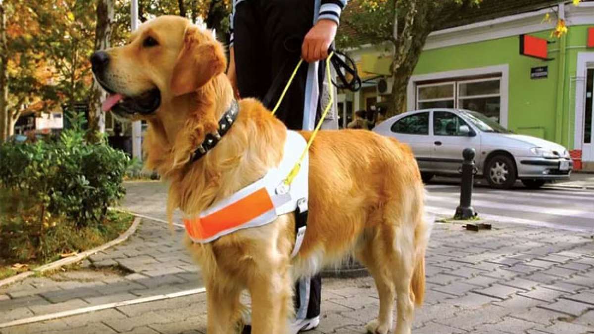 Internationaler Tag des Blindenhundes: Wie Hunde blinden Menschen ein neues Leben schenken Internationaler Tag des Blindenhundes: Wie Hunde blinden Menschen ein neues Leben schenken