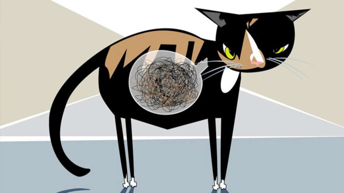Tag der Sensibilisierung für Haarballen: Wie Sie Ihre Katze vor Haarballen schützen können Tag der Sensibilisierung für Haarballen: Wie Sie Ihre Katze vor Haarballen schützen können