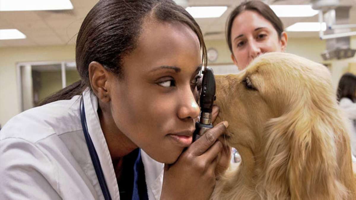 Feiern Sie den Welttierärztetag und die weltweiten Bemühungen, die Gesundheit und das Wohlergehen von Tieren zu fördern.