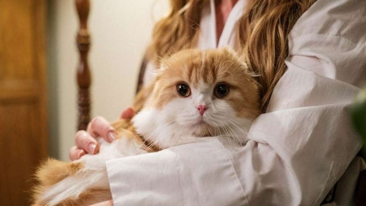 Umarmen Sie Ihre Katze heute und fördern Sie Ihre Gesundheit und Ihr Glück.