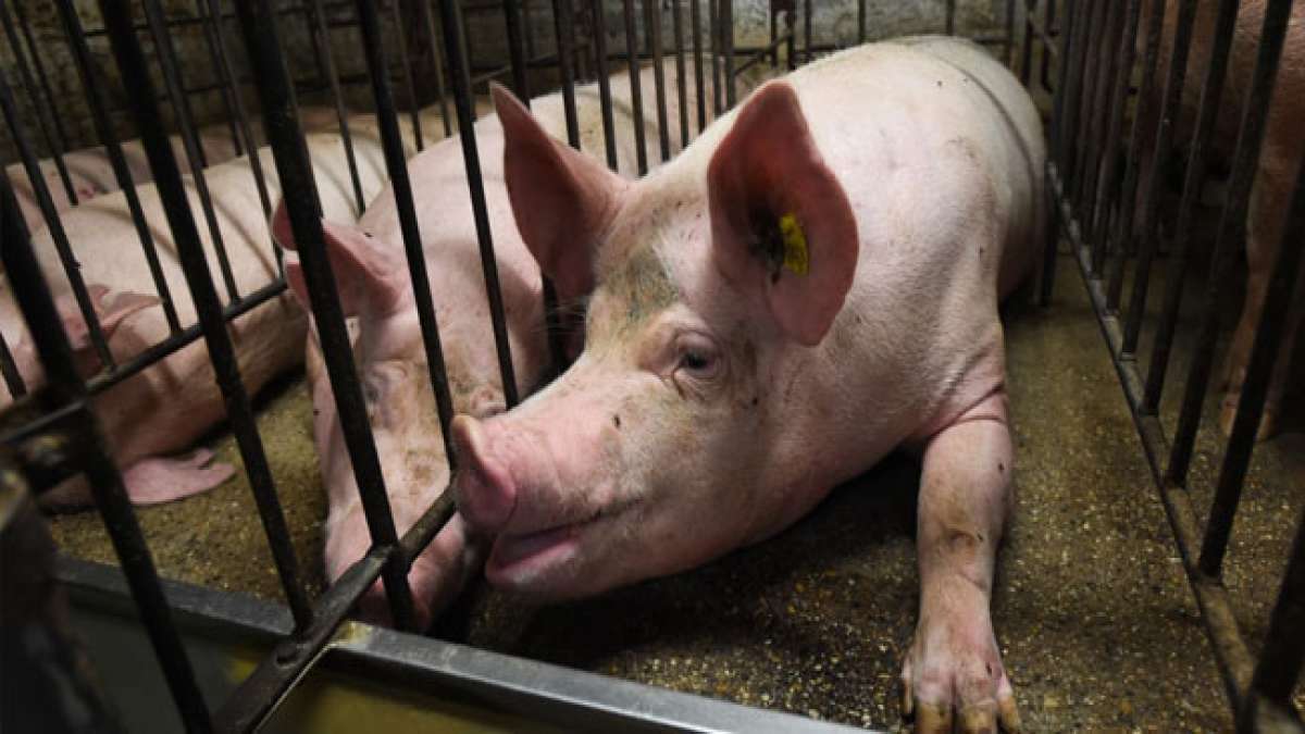 Gedenken Sie am Internationalen Tag der Tierrechte den Kampf für das Wohl der Tiere. Gedenken Sie am Internationalen Tag der Tierrechte den Kampf für das Wohl der Tiere.