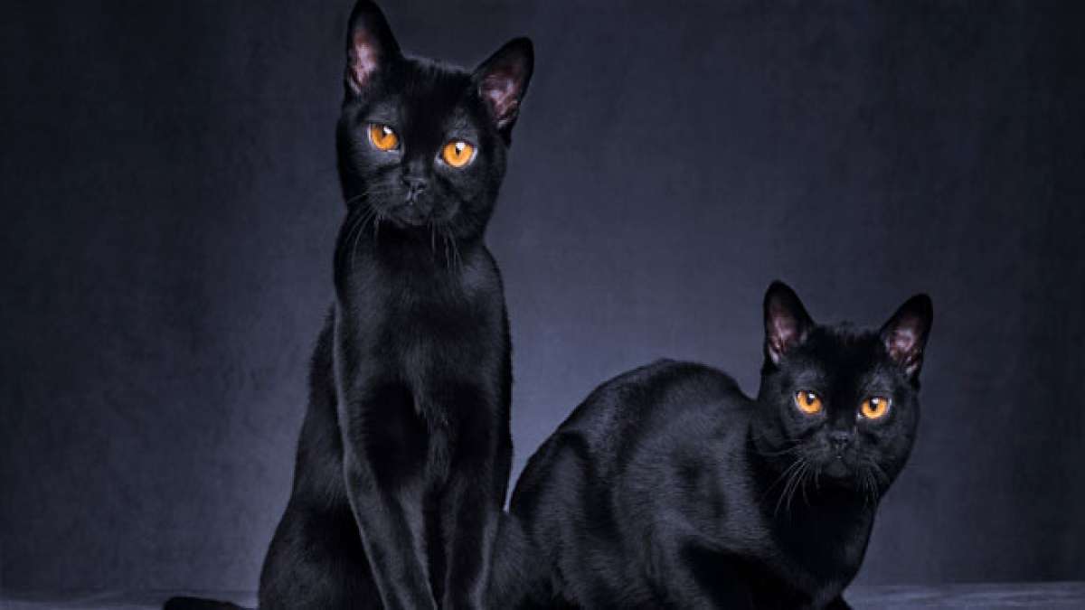 Entdecken Sie das Geheimnis der schwarzen Katzen am Nationalen Tag der schwarzen Katze! Entdecken Sie das Geheimnis der schwarzen Katzen am Nationalen Tag der schwarzen Katze!