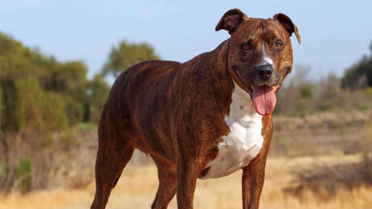 Feiern Sie den Nationalen Tag des Pitbull-Bewusstseins und entdecken Sie die Wahrheit über diese liebevollen und mitfühlenden Hunde.