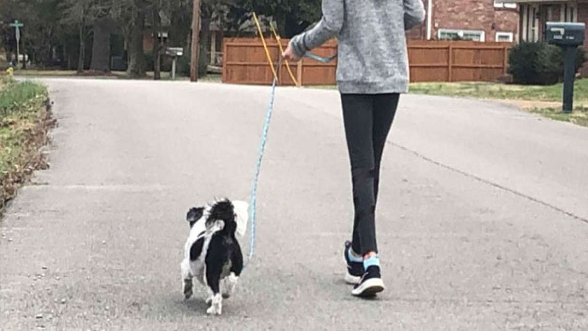 Feiern Sie den Nationalen Gassi-Tag mit Ihrem Hund und entdecken Sie die vielen gesundheitlichen und geistigen Vorteile des gemeinsamen Spaziergangs.