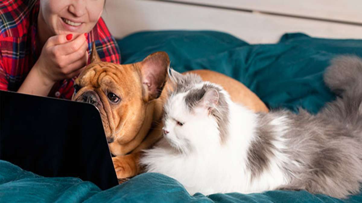 Feiern Sie die Liebe zu Ihrem Haustier - zweimal im Jahr im Februar und im September.