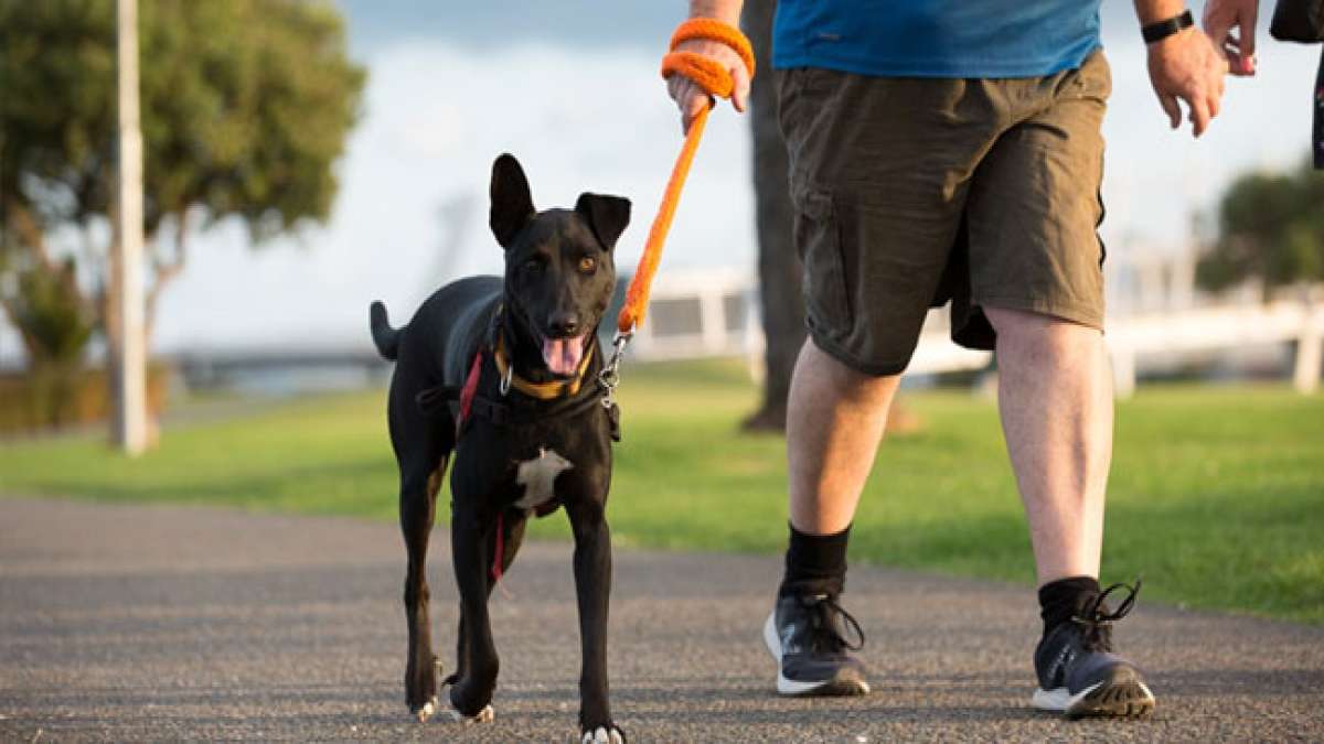 Tag der verantwortungsvollen Hundehaltung: Hunde verdienen unsere Liebe und Fürsorge