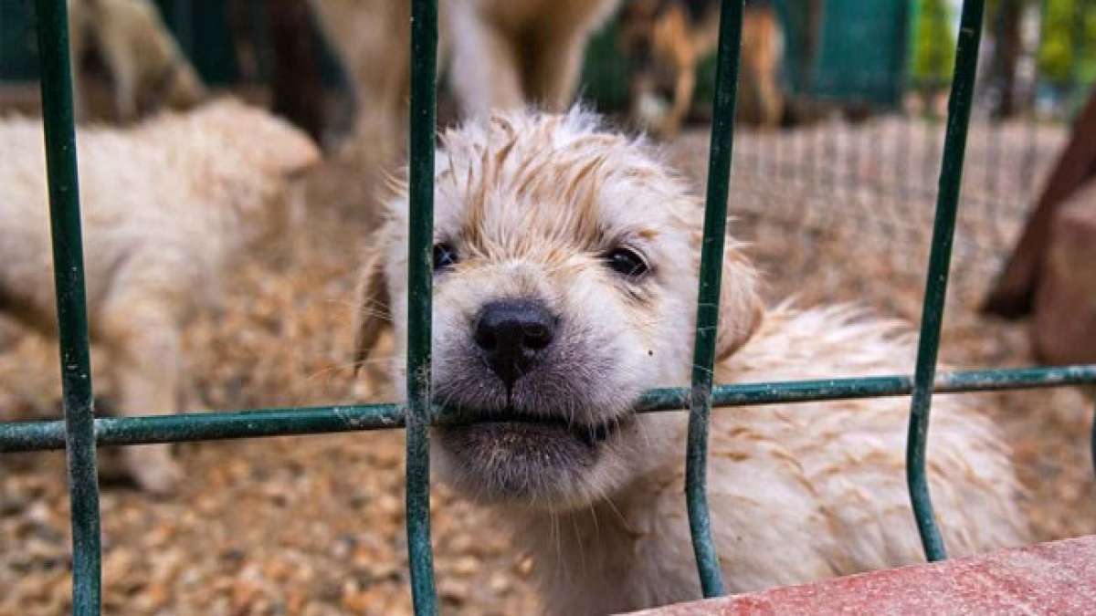 Feiern Sie die Freude der Welpen und setzen Sie ein Zeichen gegen die Ausbeutung von Hunden. Feiern Sie die Freude der Welpen und setzen Sie ein Zeichen gegen die Ausbeutung von Hunden.
