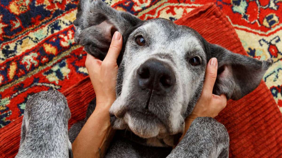 Erfahren Sie in dieser Woche, wie Sie die Kommunikation mit tauben Hunden verbessern können und feiern Sie ihre einzigartigen Qualitäten als treue Freunde. Erfahren Sie in dieser Woche, wie Sie die Kommunikation mit tauben Hunden verbessern können und feiern Sie ihre einzigartigen Qualitäten als treue Freunde.