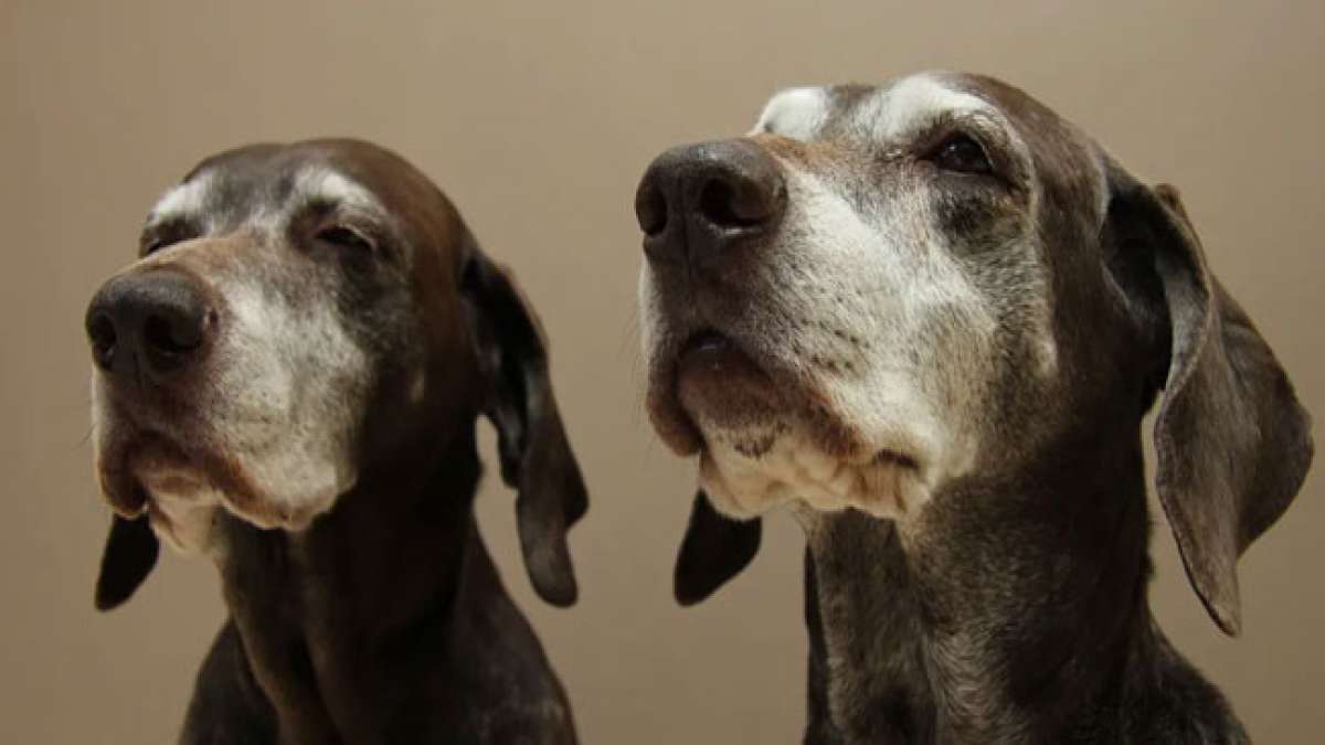 Verleihen Sie Ihrem Leben mehr Liebe und Bedeutung, indem Sie ein weniger adoptierbares Haustier adoptieren.