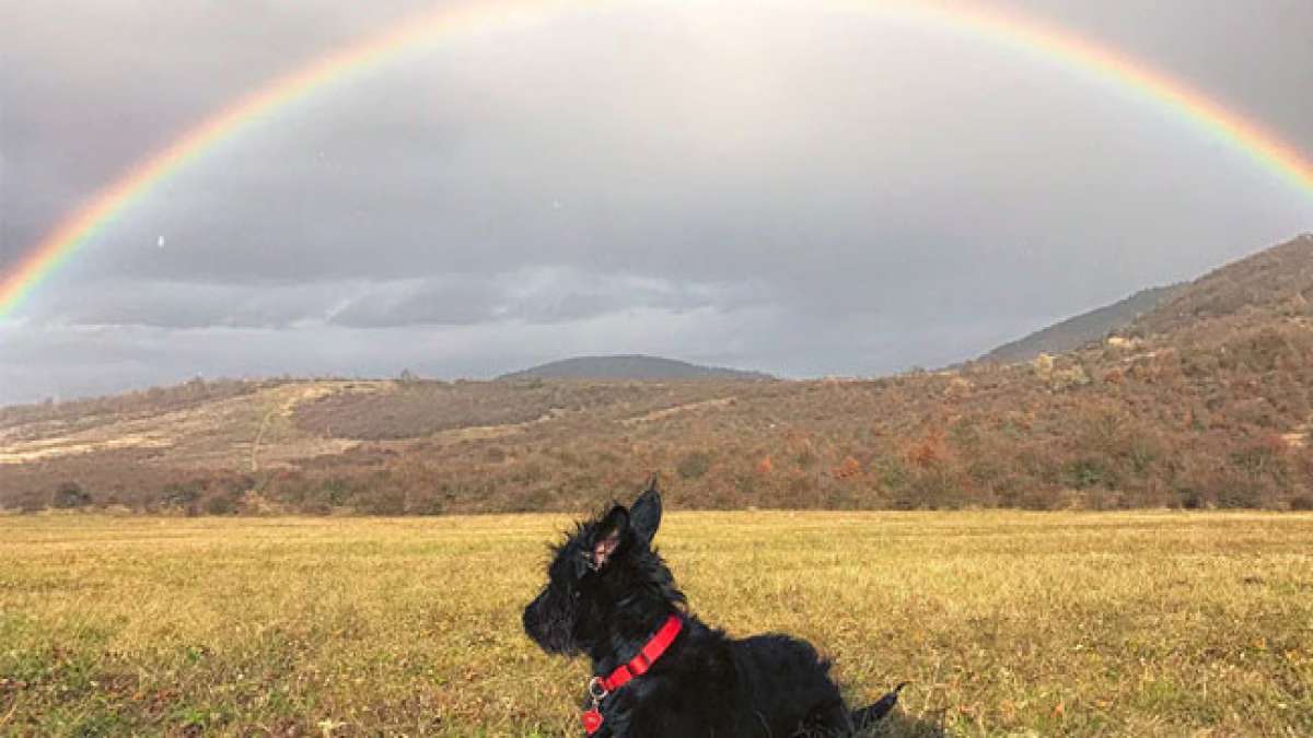 Gedenken Sie Ihren geliebten Haustieren und dem Trost der Regenbogenbrücke.