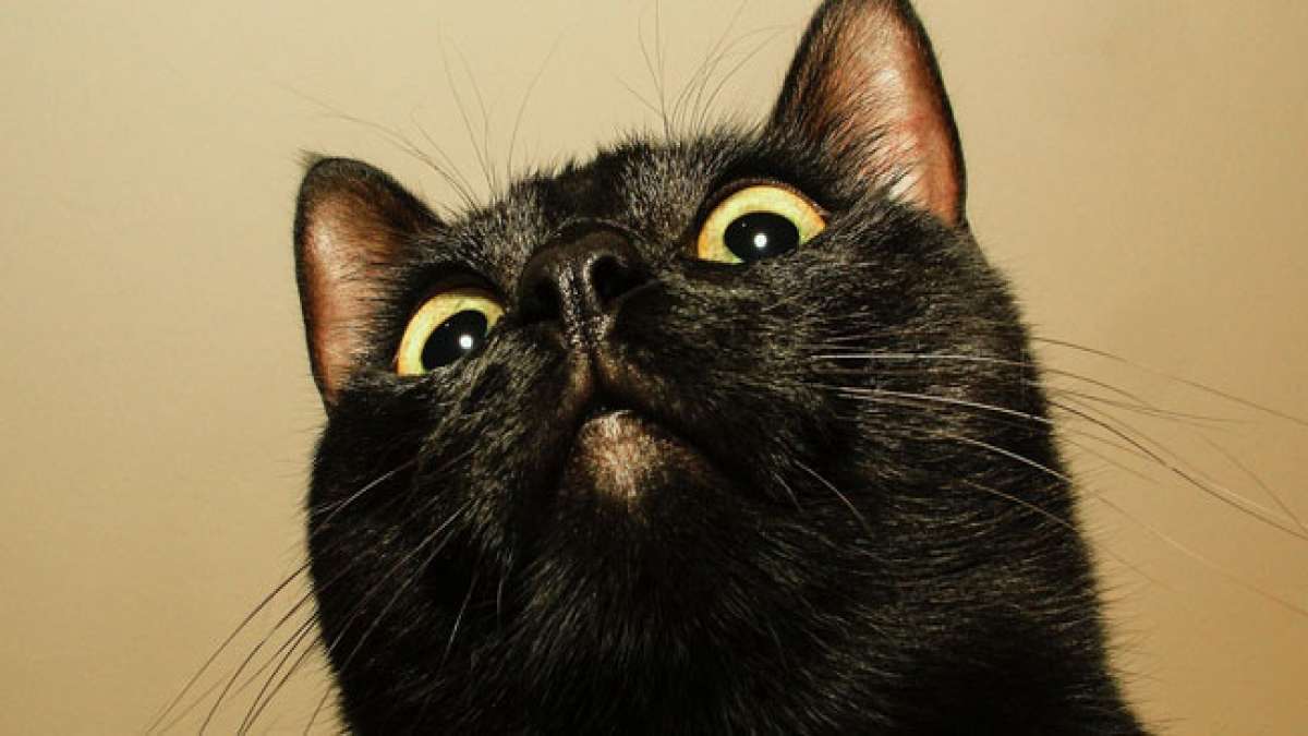 Erfahren Sie mehr über die faszinierende Geschichte und Bedeutung schwarzer Katzen am Nationalen Tag der Anerkennung der schwarzen Katze in den USA.