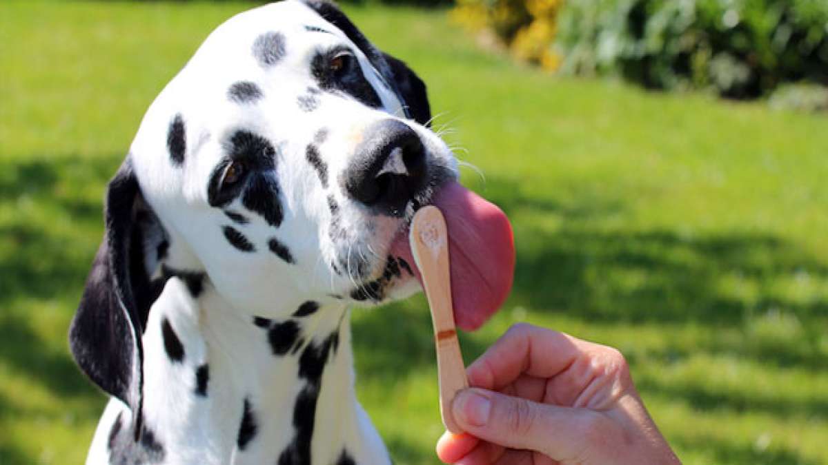 Verwöhnen Sie Ihren Hund in den USA mit einem besonderen Verwöhntag: Kühle Leckereien an heißen Tagen, ein Shoppingausflug für ein neues Spielzeug, eine Massage, und vor allem, Liebe ohne überflüssiges menschliches Essen.