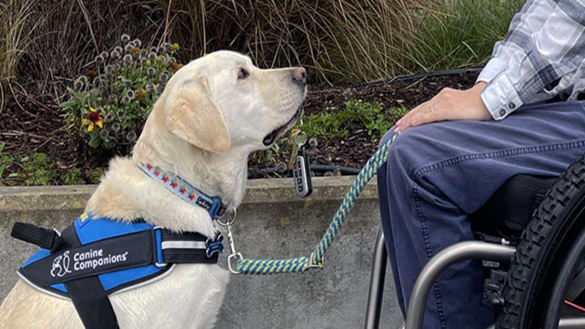 Erleben Sie die Kraft der Bindung zwischen Assistenzhunden und ihren menschlichen Begleitern während der Internationalen Assistenzhundewoche.