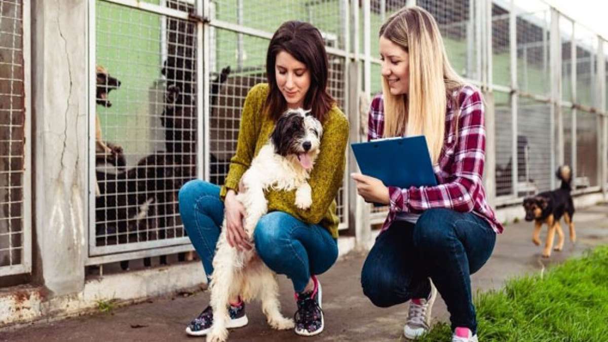 Am National Craft for Local Shelters Day am 21. Juli können Sie Ihr handwerkliches Geschick nutzen, um das Leben von Tierheimtieren zu verschönern.