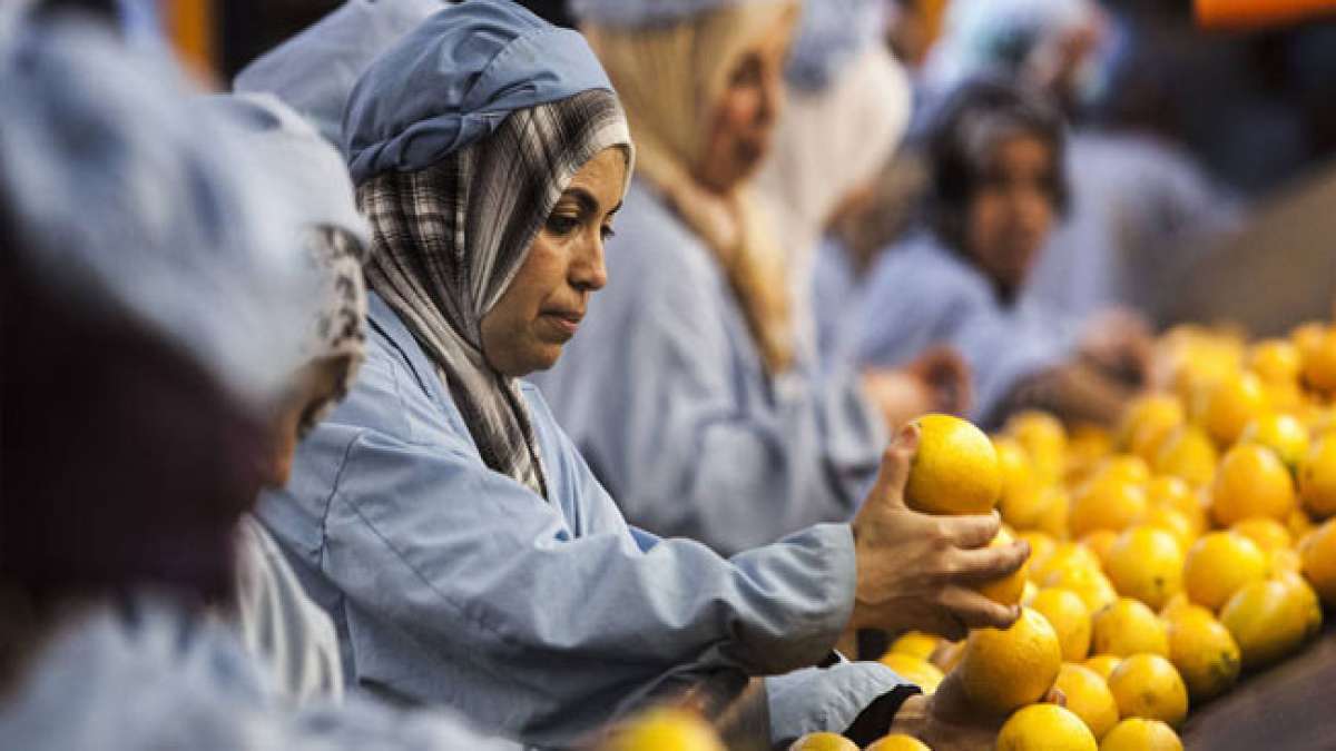 FAO-Tag im Irak: Gemeinsam gegen den Hunger!