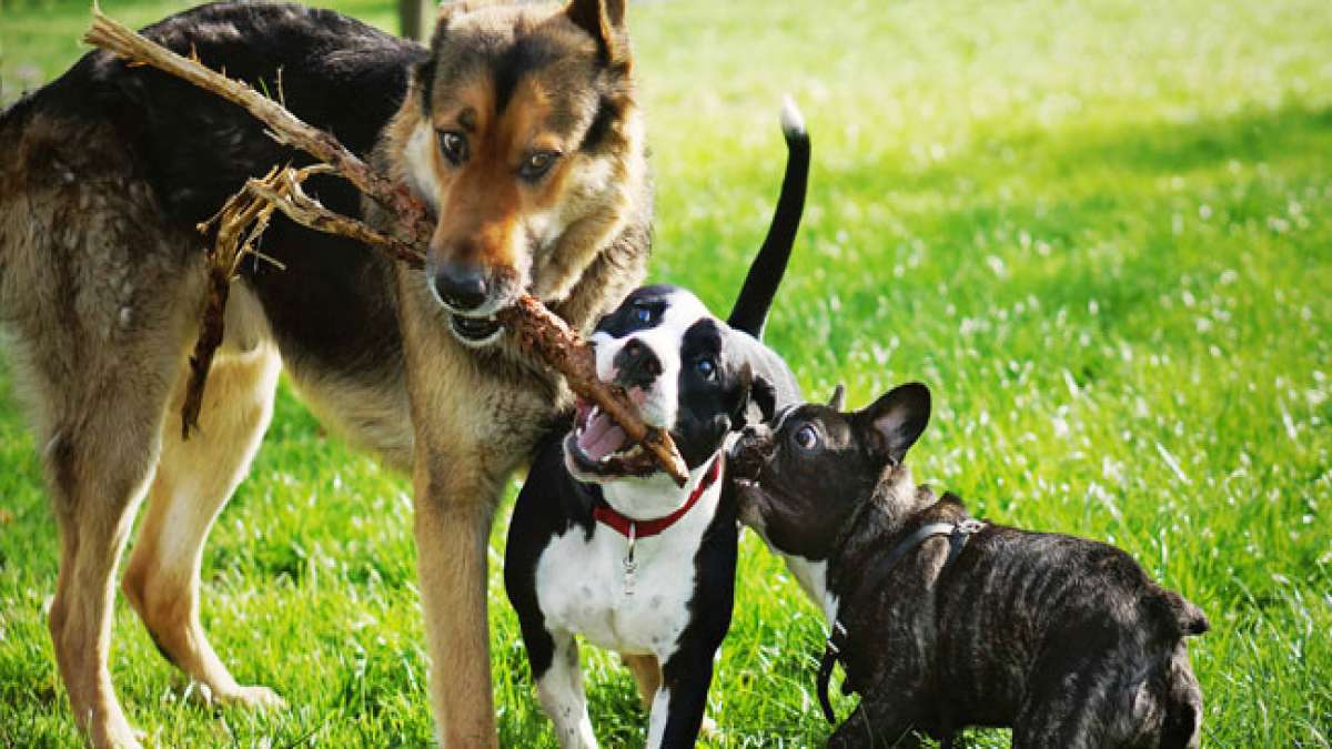 Welthundetag: Ein Tag für Hunde Welthundetag: Ein Tag für Hunde
