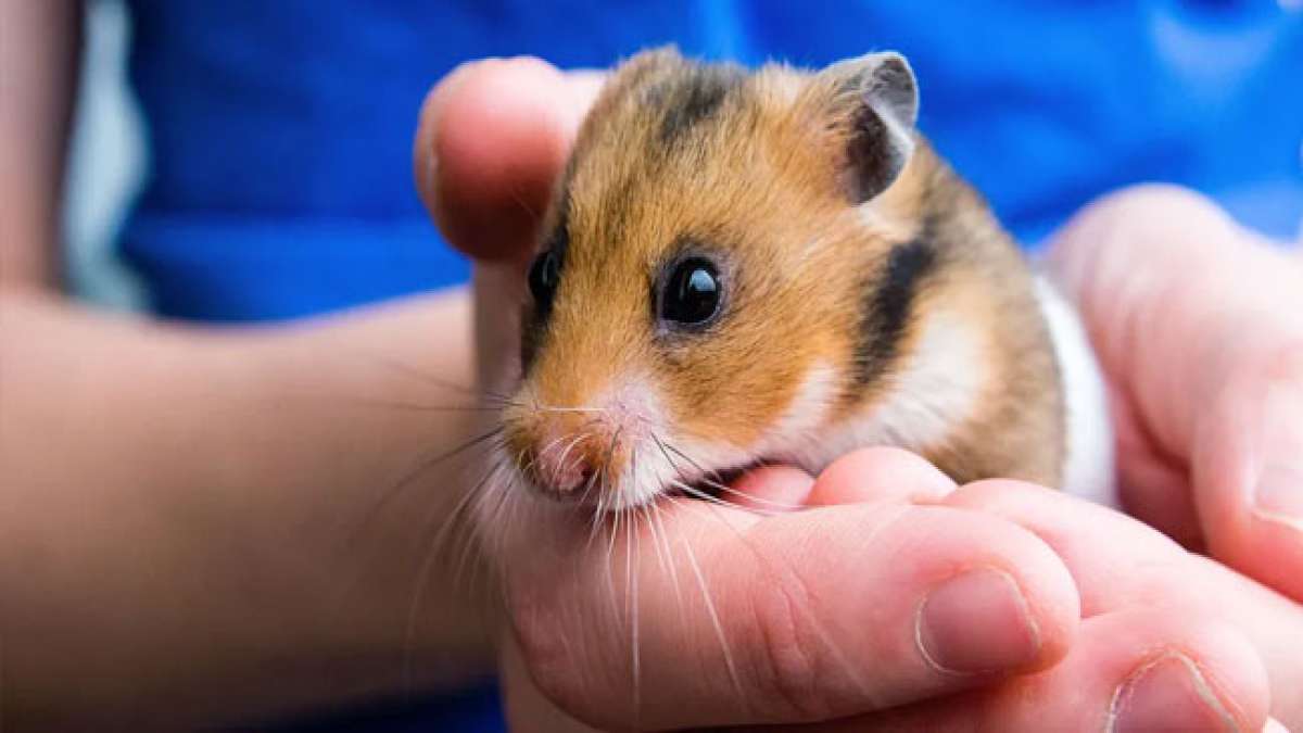 Tauchen Sie in die Welt dieser niedlichen Nagetiere ein! Tauchen Sie in die Welt dieser niedlichen Nagetiere ein!