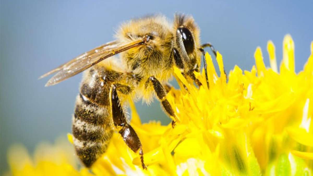20-mai-weltbienentag