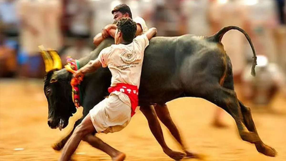 Jallikattu in Tamil Nadu: Ein spannendes Spektakel von Mut und Geschick