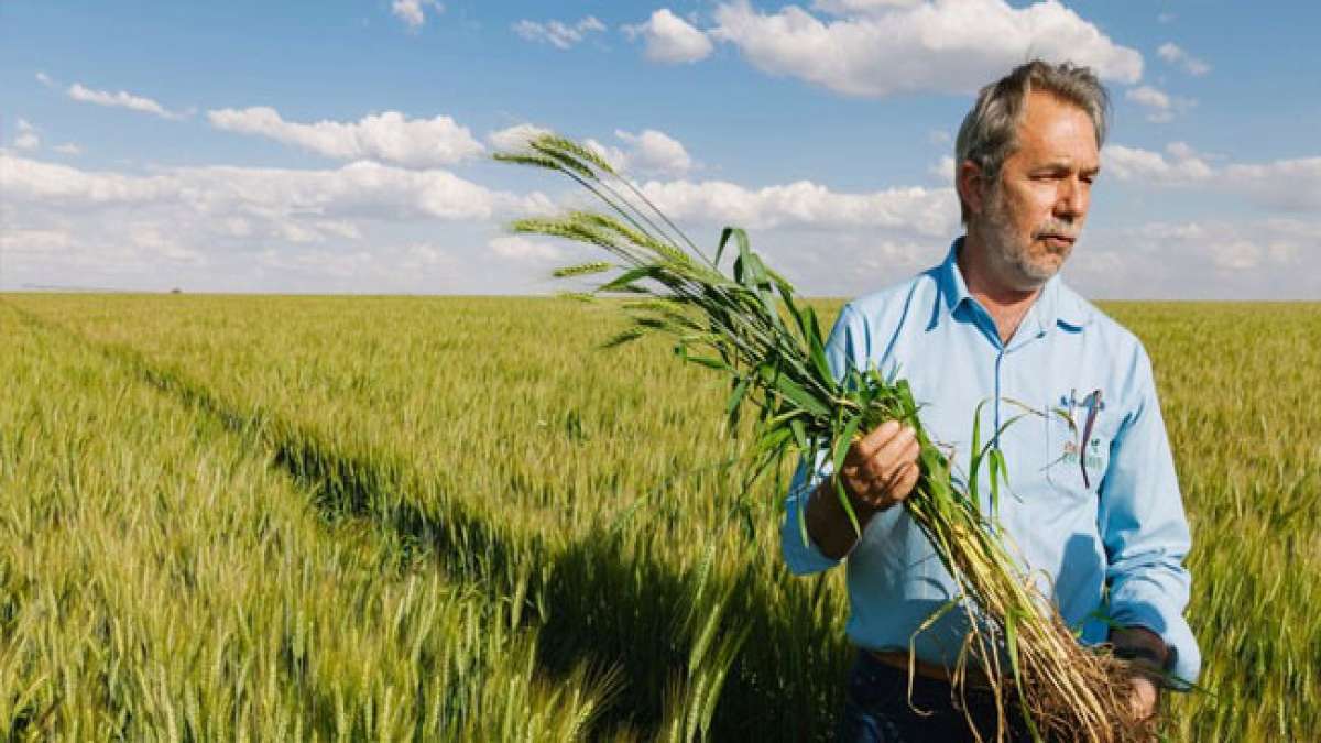Nationaler Weizentag in Brasilien: Ein Tag der Vielfalt und des Genusses